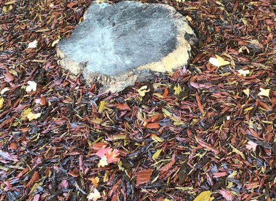 muswell hill primary school tree stump