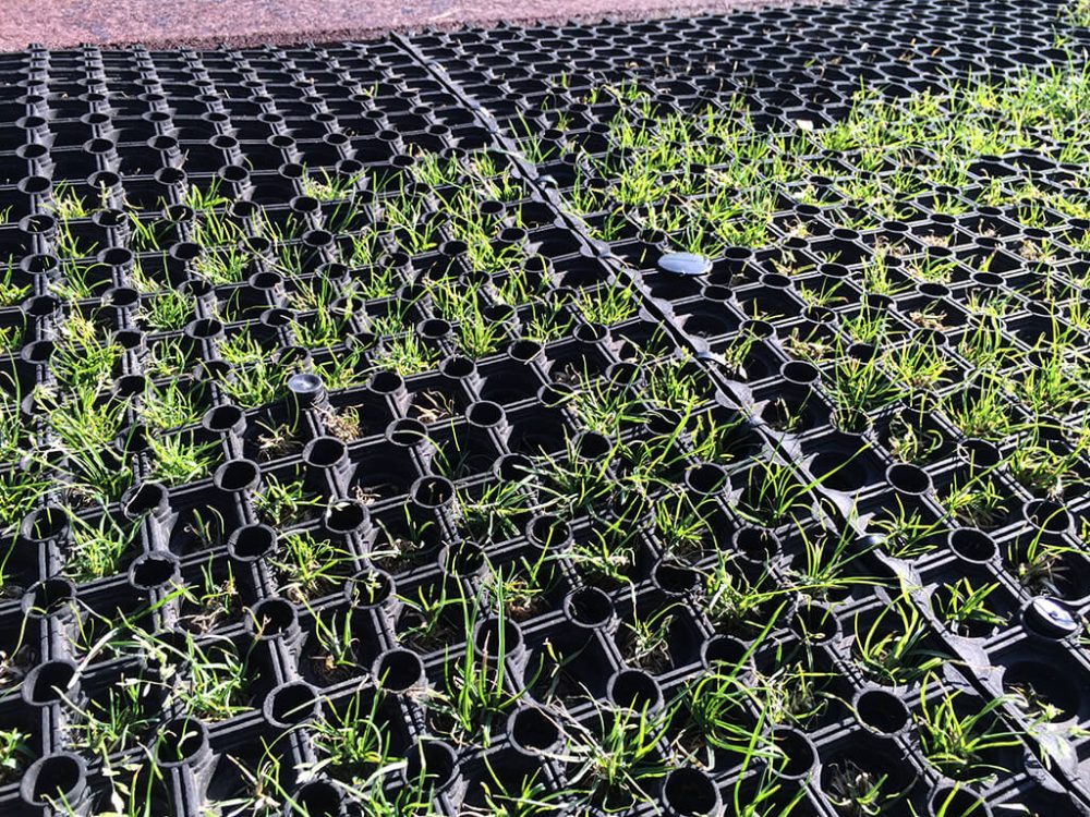 Grass growing through EcoSmart grass mat holes